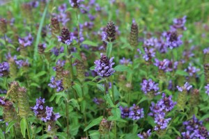 prunella vulgaris (4) (1200 x 800)